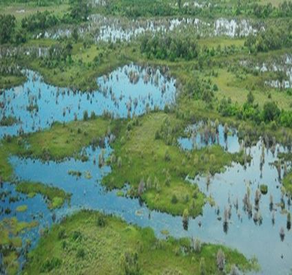 Wetlands