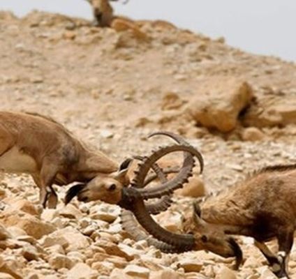 Geno Biosphere Reserve — An Isolated Mountain Range in Southern Iran