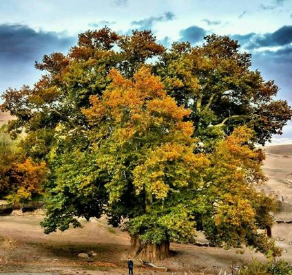 Plane trees of East Azarbaijan Province of Iran