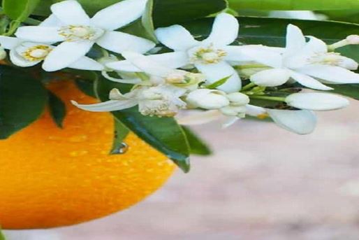 The View of the People Shiraz about Seville Orange Tree