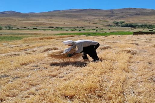 The harvest ceremony of Saghay village, an ancient ritual intertwined with spiritual beliefs.