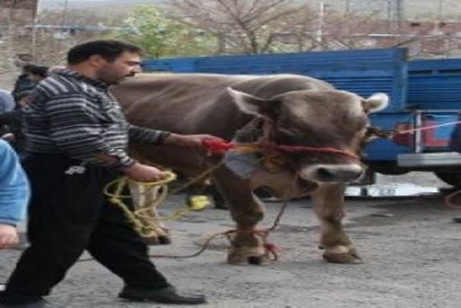 36th Day of the Spring in Esfanjan