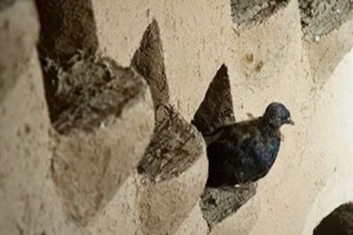 The Pigeon Towers of Iran