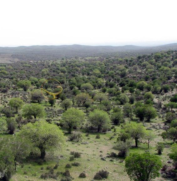 Juniper Forest of Bajegan