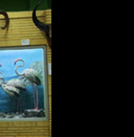 Tabriz Museum of Natural History; A Place to Get to Know the Nature of Northeast Iran