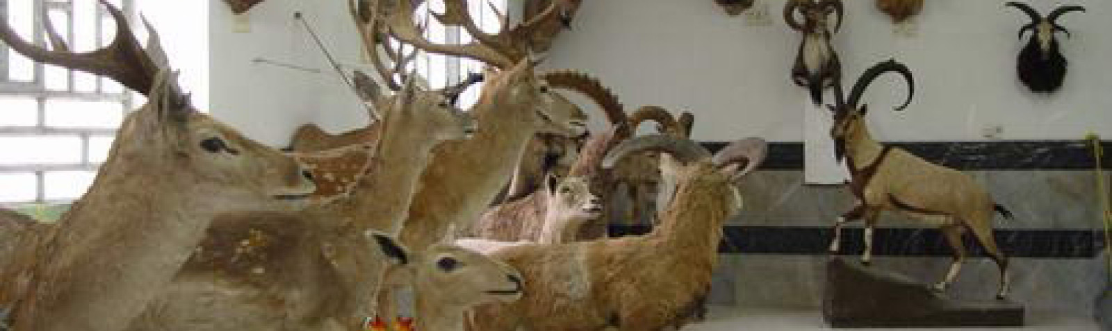 The Wildlife Museum of Khorramabad in Iran