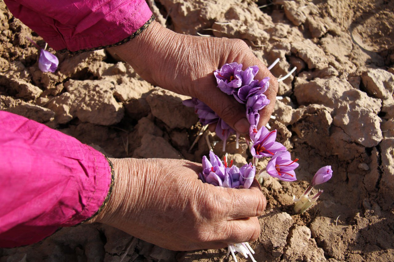 FAO inks project on saffron authenticity in Iran