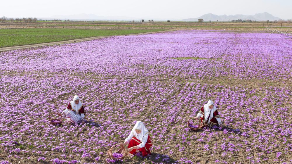 Red gold of Iran