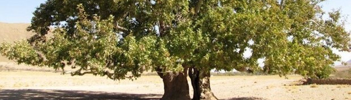 Age-old Trees of Bavanat County