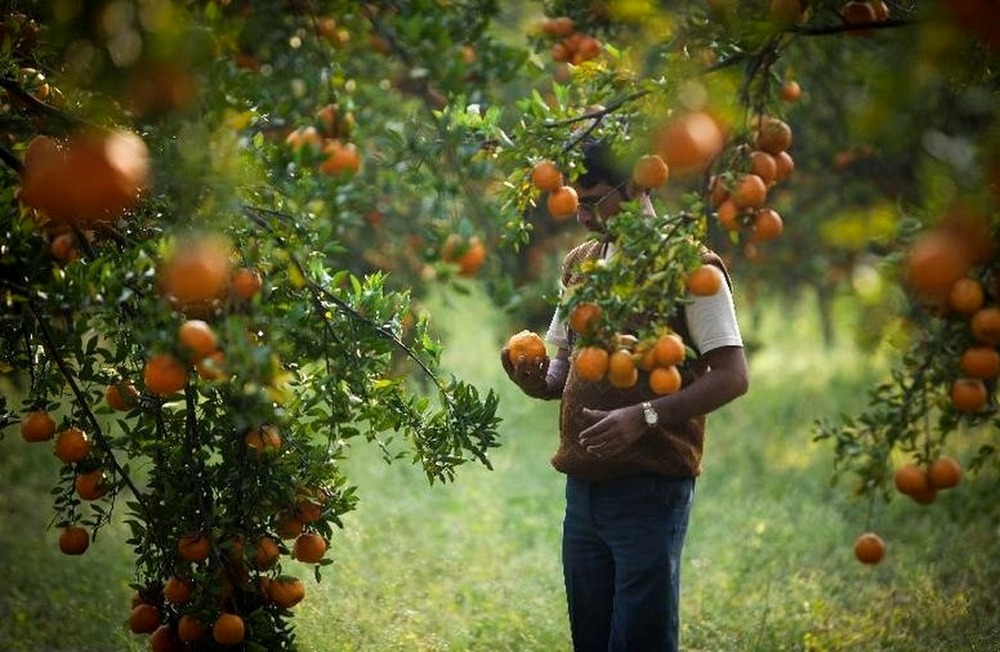 The View of the People Shiraz about Seville Orange Tree