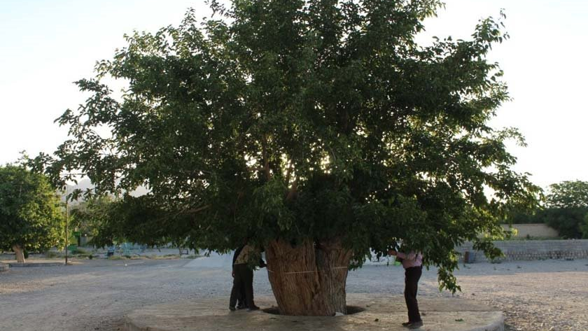 Age-old Trees of Bavanat County