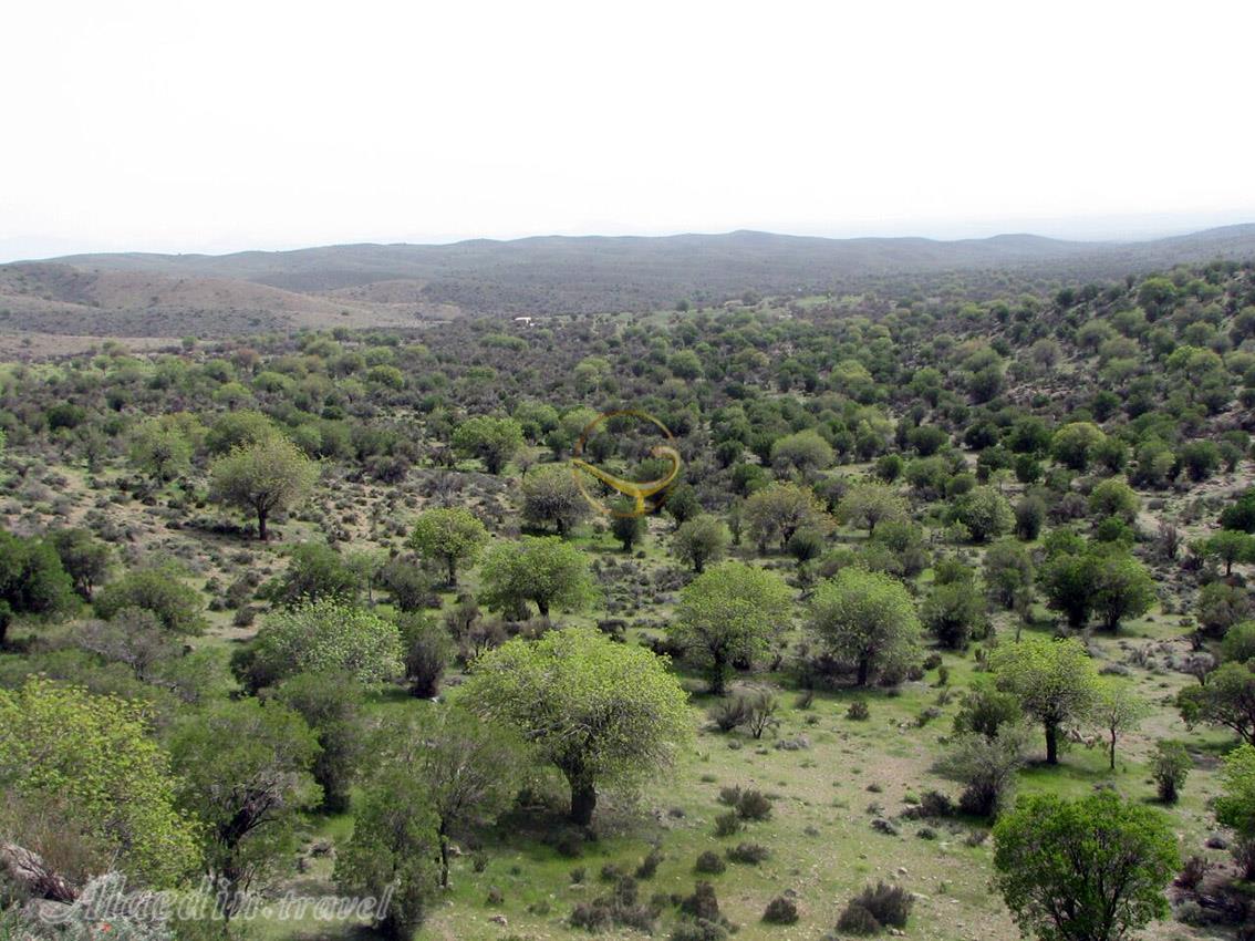 Juniper Forest of Bajegan