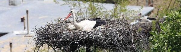 Darreh Tefi Village; the Host of Storks