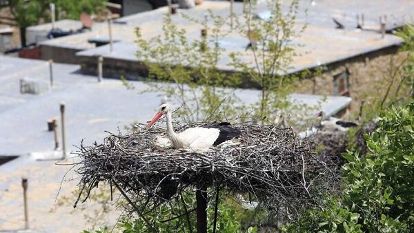 Darreh Tefi Village; the Host of Storks