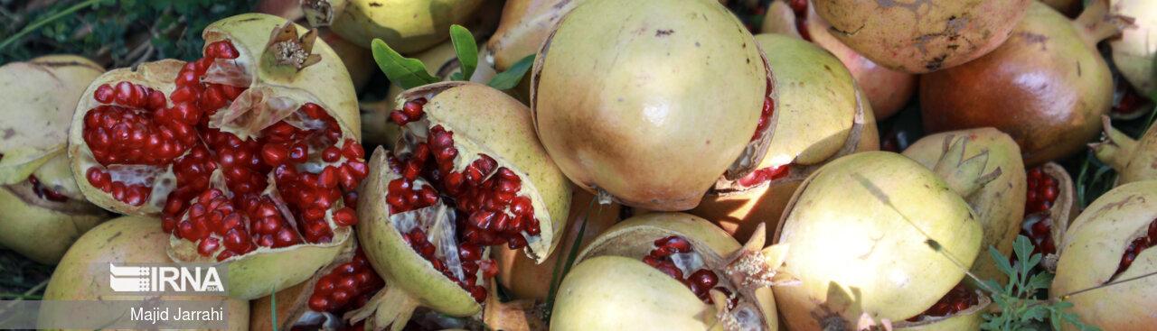 Ābān, the Season of Pomegranates in Yazd