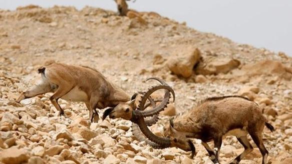 Geno Biosphere Reserve — An Isolated Mountain Range in Southern Iran