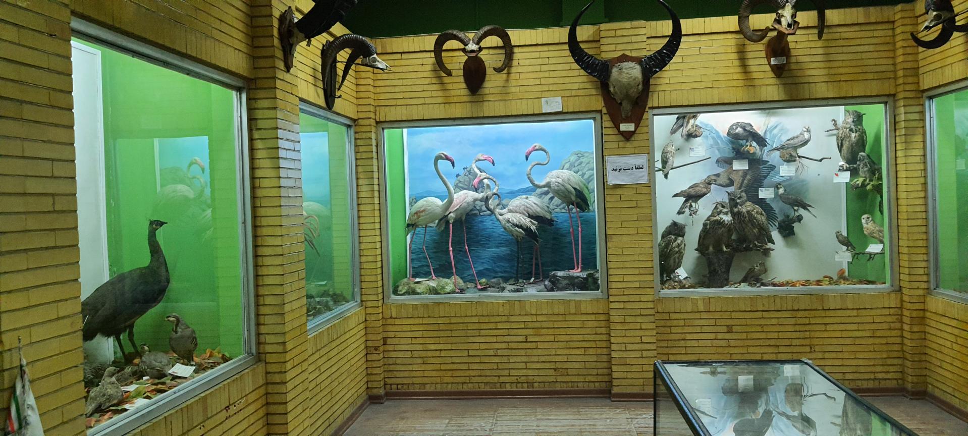 Tabriz Museum of Natural History; A Place to Get to Know the Nature of Northeast Iran