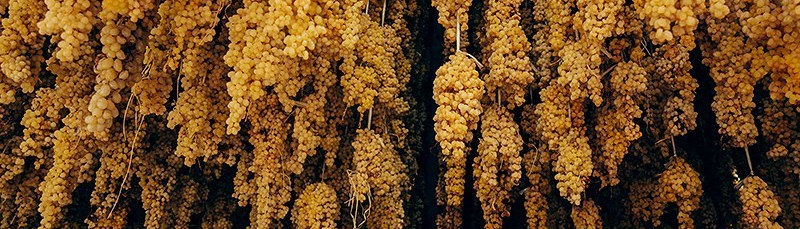 Vineyards of Malekan