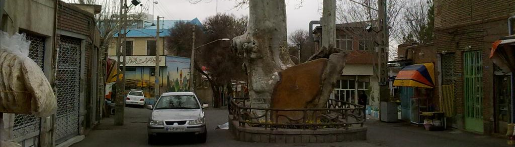 Plane trees of East Azarbaijan Province of Iran