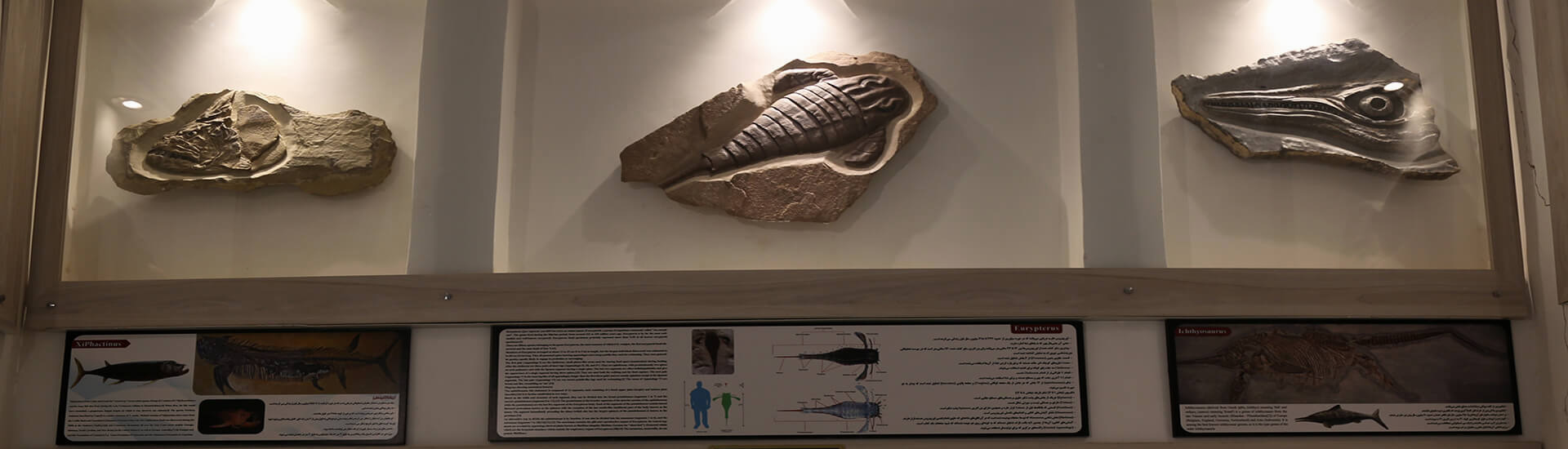 Cambrian Paleontology Museum