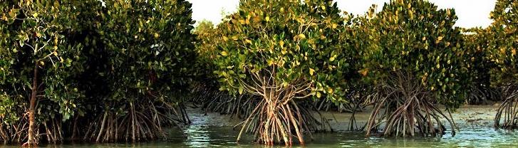 Hara Biosphere Reserve — The Habitat of Trees Rooted in the Sea