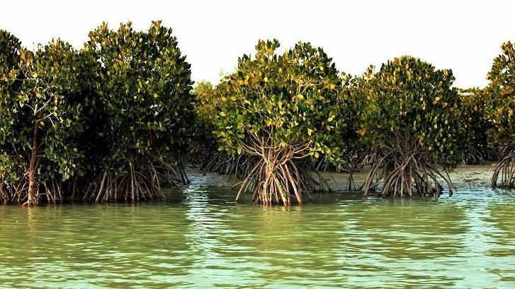 Hara Biosphere Reserve — The Habitat of Trees Rooted in the Sea